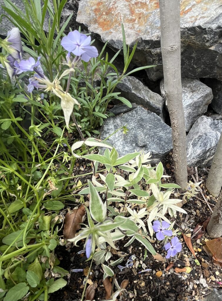 宿根フロックス　モントローザ トリカラー