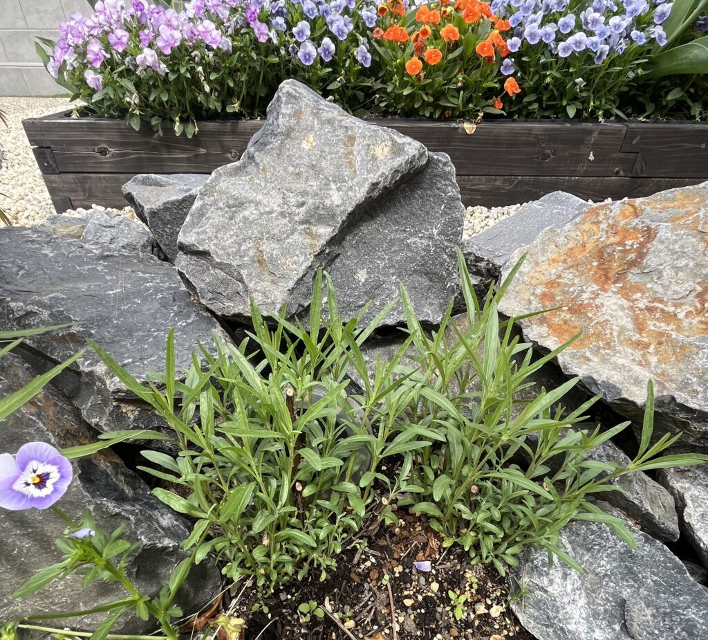 宿根サルビア・レプタンス（コバルトセージ）の新芽