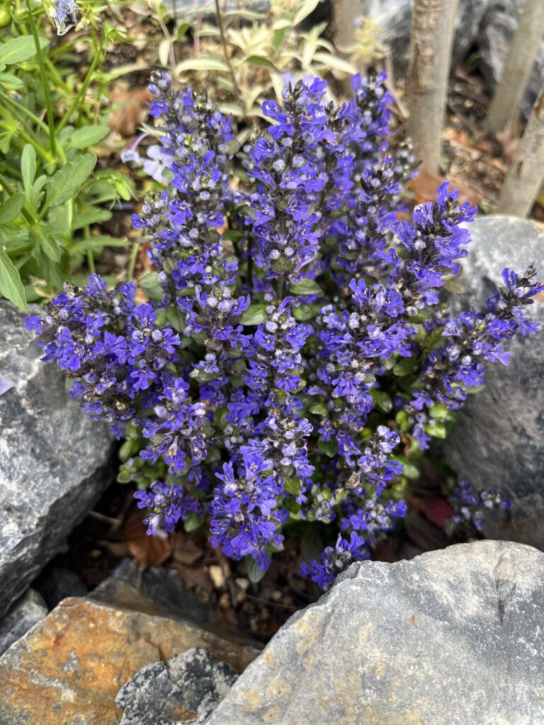 アジュガ（チョコレートチップ）