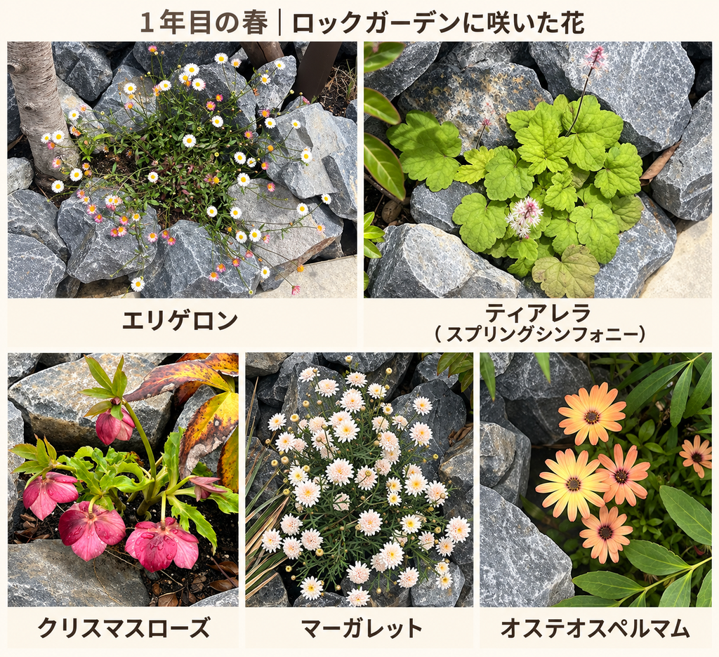 エリゲロン、ティアレラ、クリスマスローズ、マーガレット、オステオスペルマムの花を名前付きで並べた写真