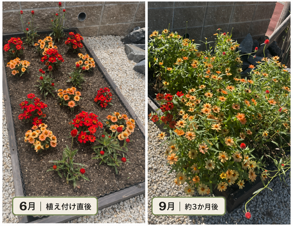 植え付け直後と9月の、ジニアとセンニチコウのレイズドベッドを並べた比較写真