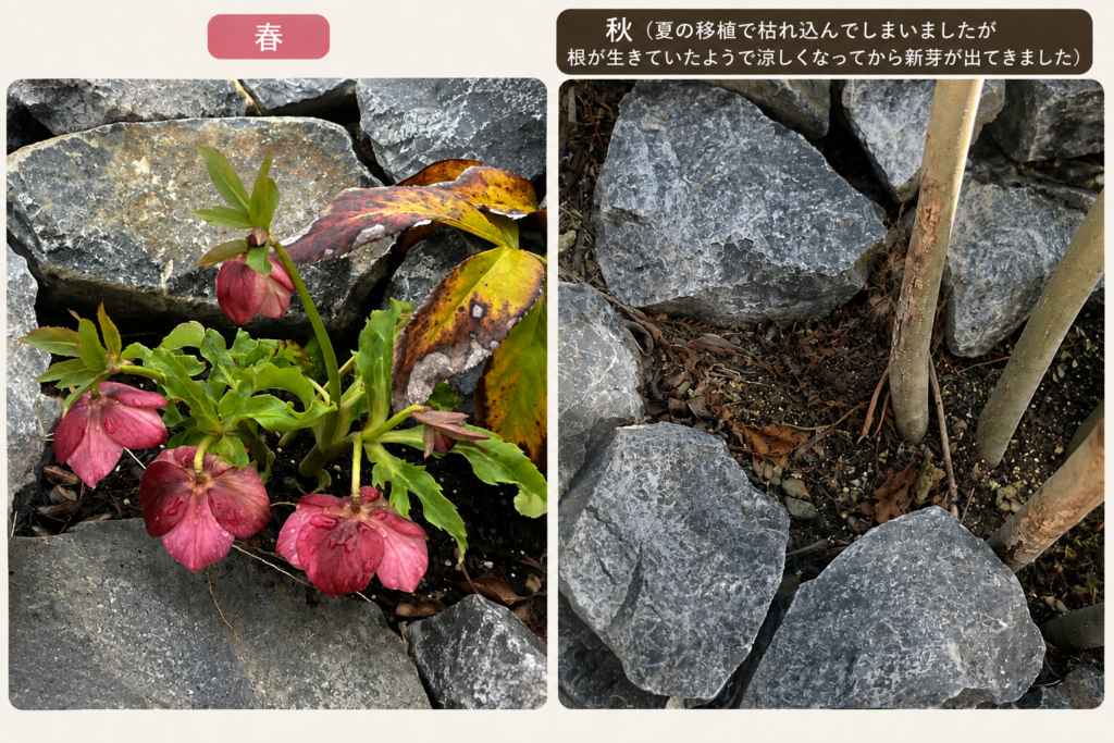 春に開花したクリスマスローズと、夏の移植後に地上部が傷んだ様子の比較写真