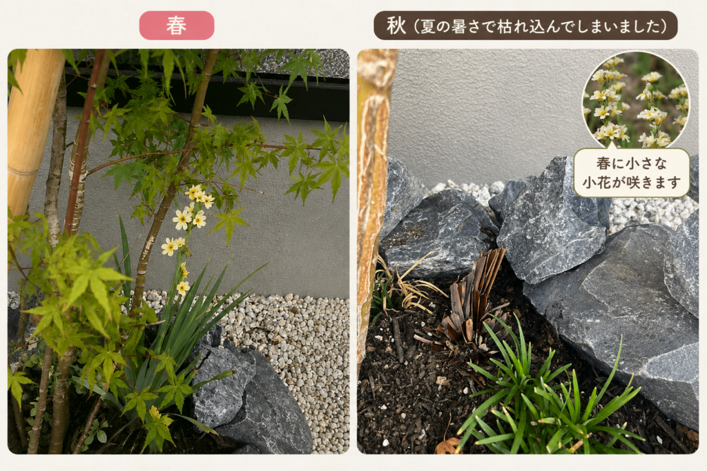 春のニワセキショウと、秋に枯れ込んだ植栽場所を並べ、花の小写真を添えた比較画像