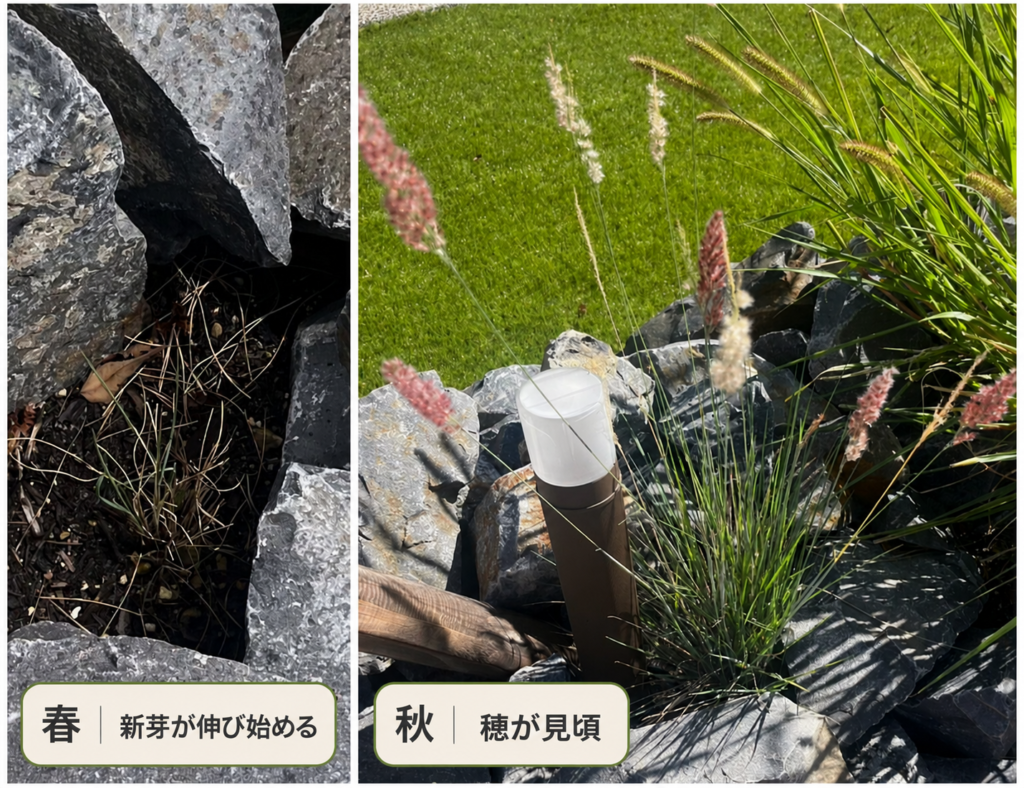 冬に地上部が枯れたメリニスと、秋に赤みのあるふんわりした穂を付けた株の比較写真