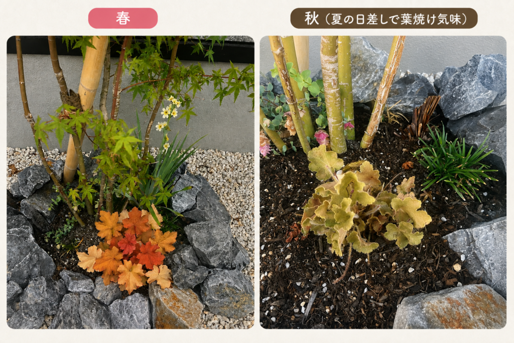 春にキャラメル色の葉を広げたヒューケラと、秋に葉が減った株の比較写真