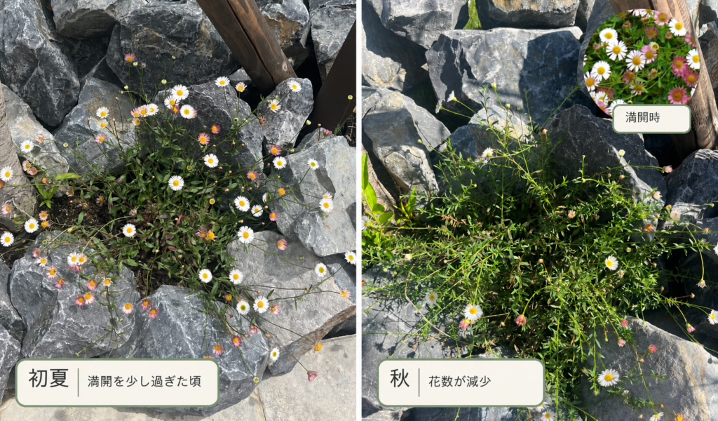 春の開花中のエリゲロンと、秋に葉を広げた株を並べた比較写真