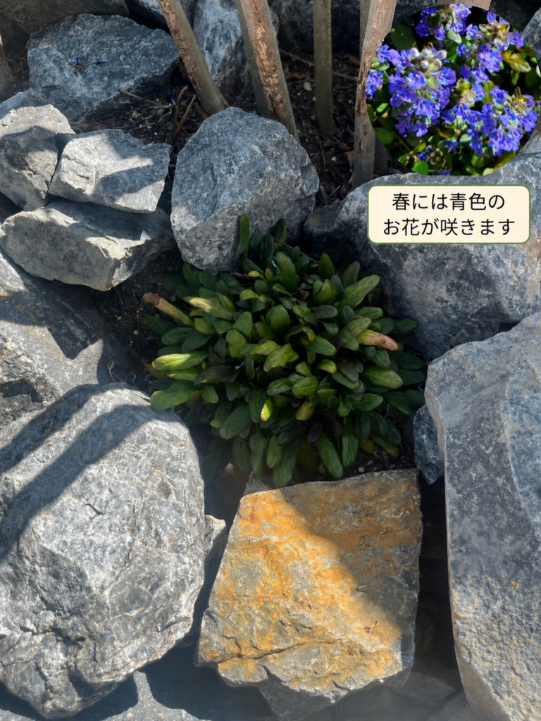 石の間で葉を広げるアジュガ・チョコレートチップと、青紫色の花の小写真