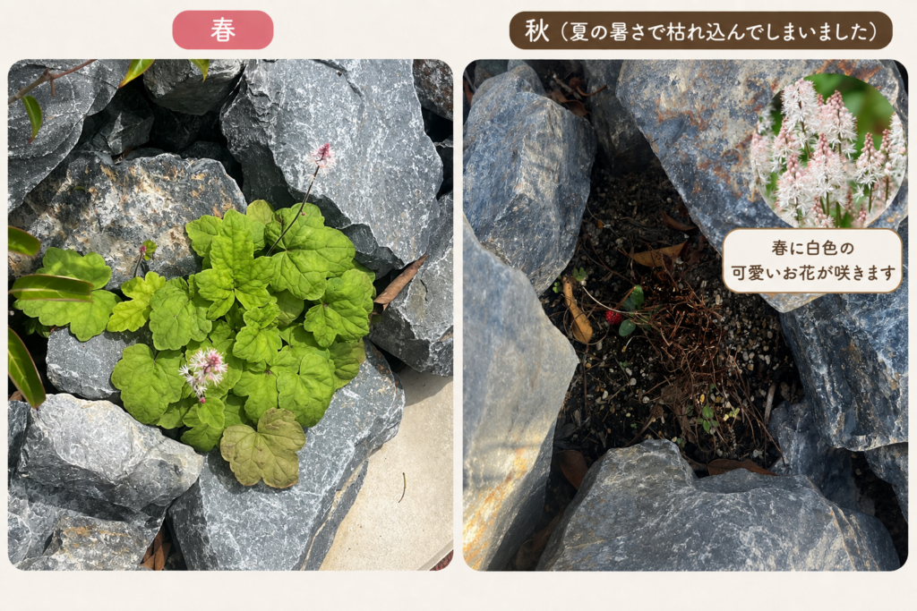 春に花を咲かせたティアレラと、秋に地上部が枯れ込んだ場所を並べた比較写真