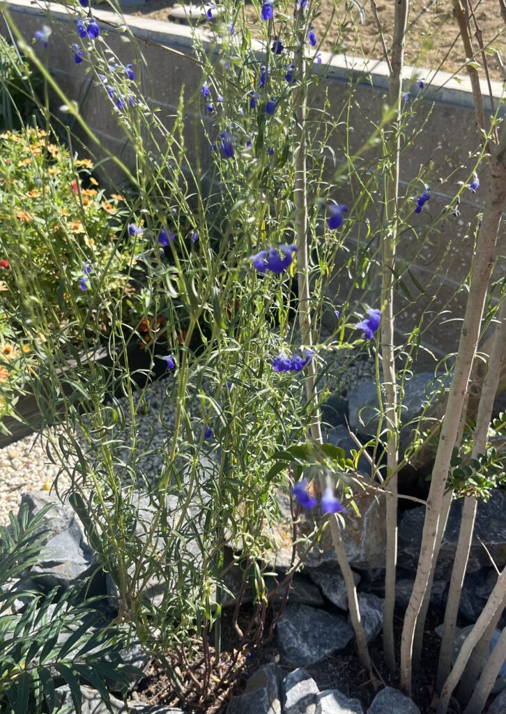 ロックガーデンで細長い茎に青い花を咲かせるコバルトセージ