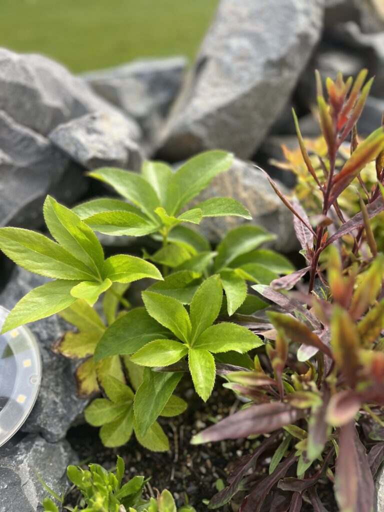 クリスマスローズ