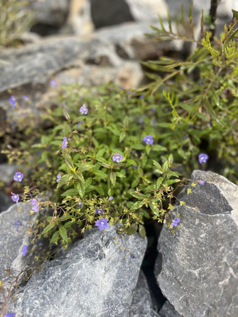ベロニカオックスフォードブルー