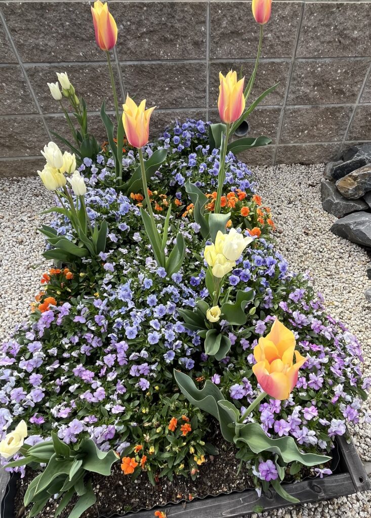 レイズドベッドの花