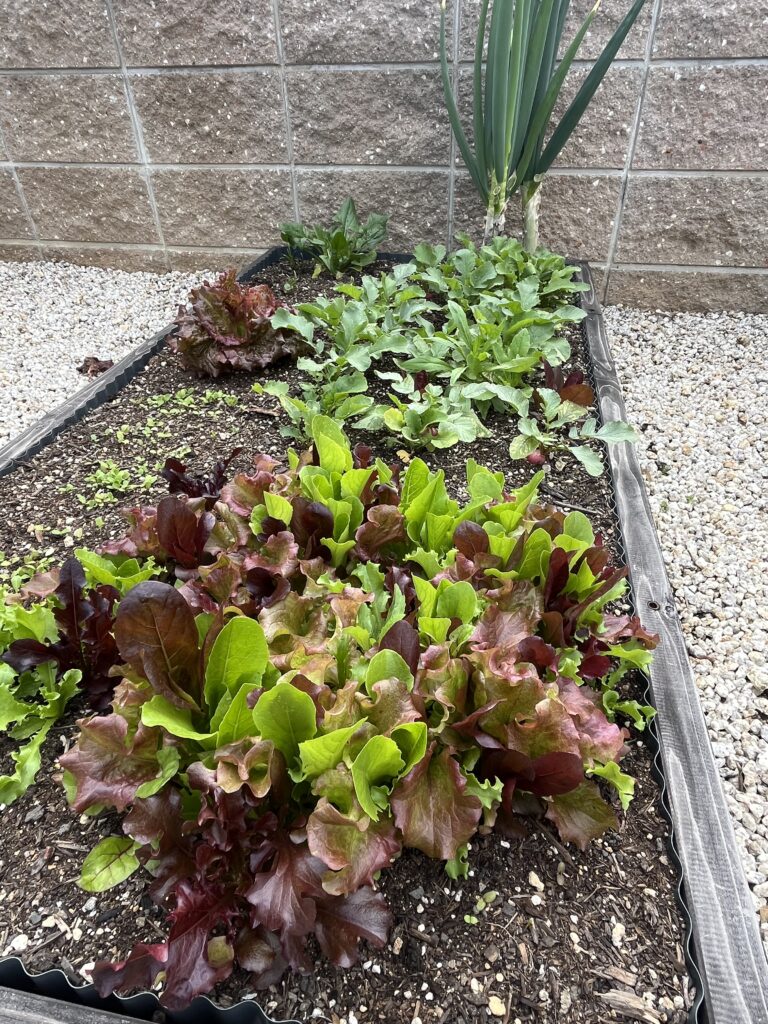 レイズドベッドの家庭菜園