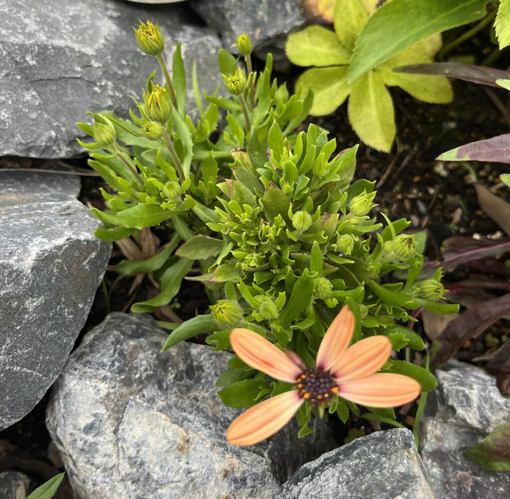ロックガーデンで緑の葉を広げ、オレンジ色の花を咲かせるオステオスペルマム