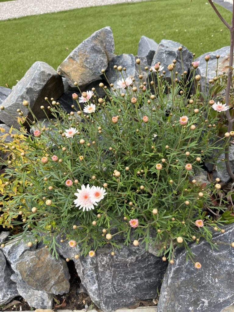 石の間で株を広げ、蕾と花を付けたマーガレット