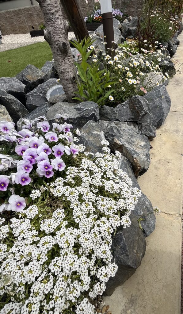 木の麓の石と草花によるナチュラルガーデン