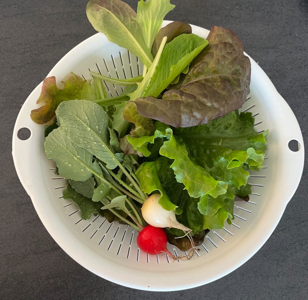 白い皿に盛り付けた、家庭菜園で収穫した葉物野菜と二十日大根