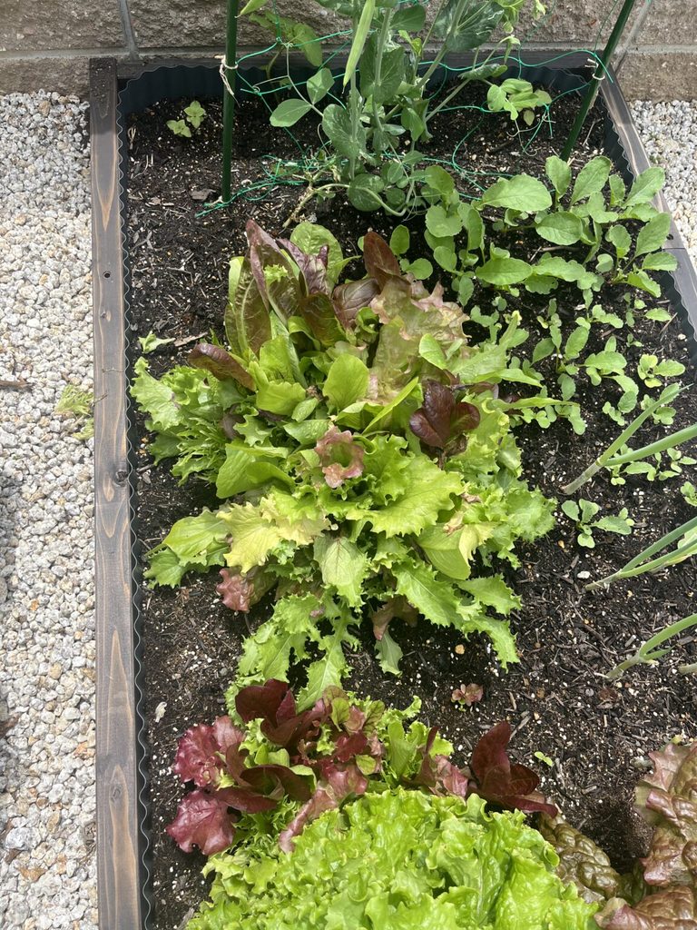 木製レイズドベッドで育つ緑や赤紫の葉物野菜と、奥に設置した支柱