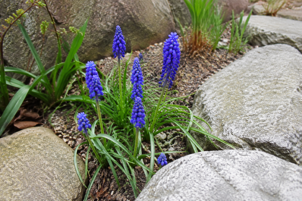 ロックガーデンの岩の隙間から青紫色の花を咲かせるムスカリのイメージ画像