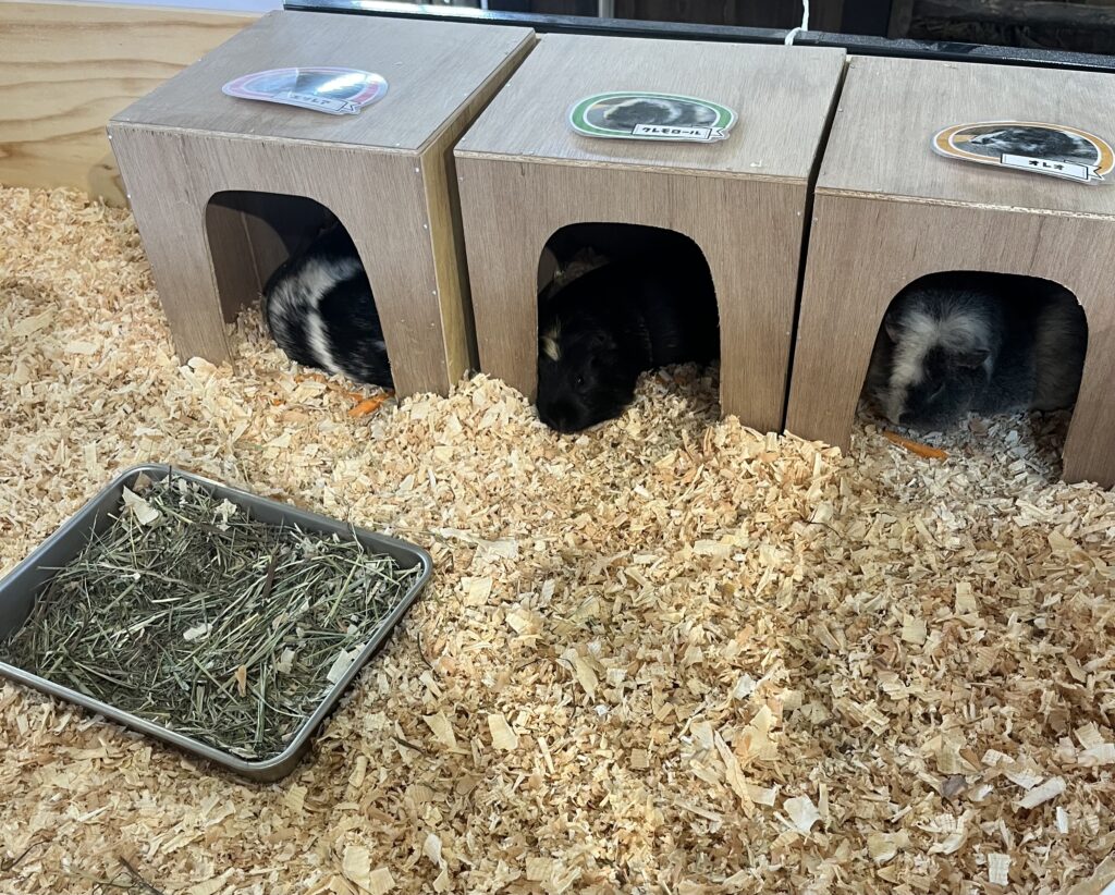 アグリパーク竜王 動物ふれあい広場 モルモット