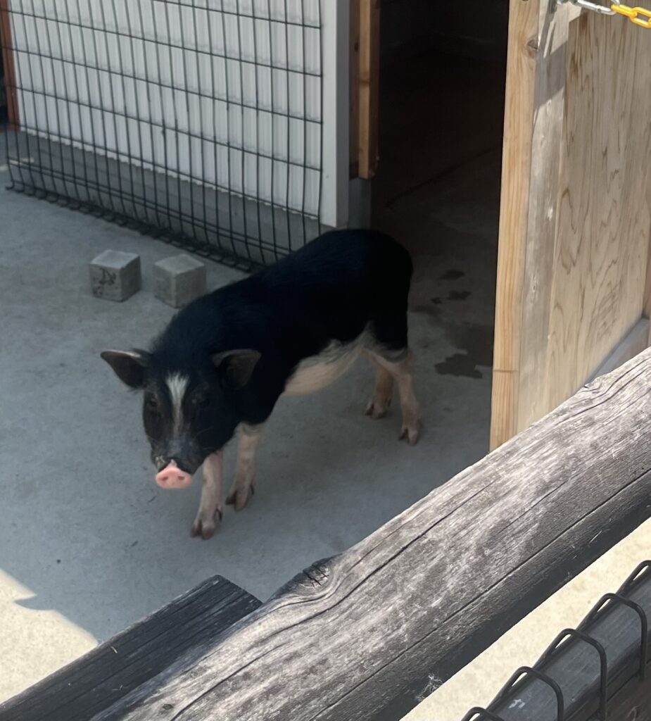 アグリパーク竜王 動物ふれあい広場 マイクロブタ