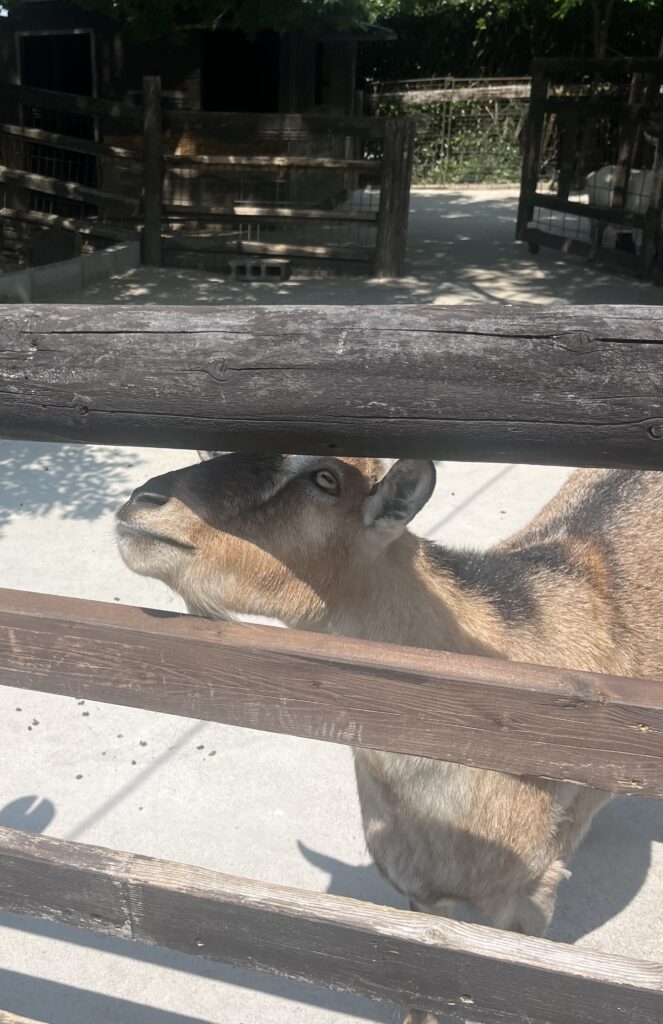アグリパーク竜王 動物ふれあい広場 やぎ