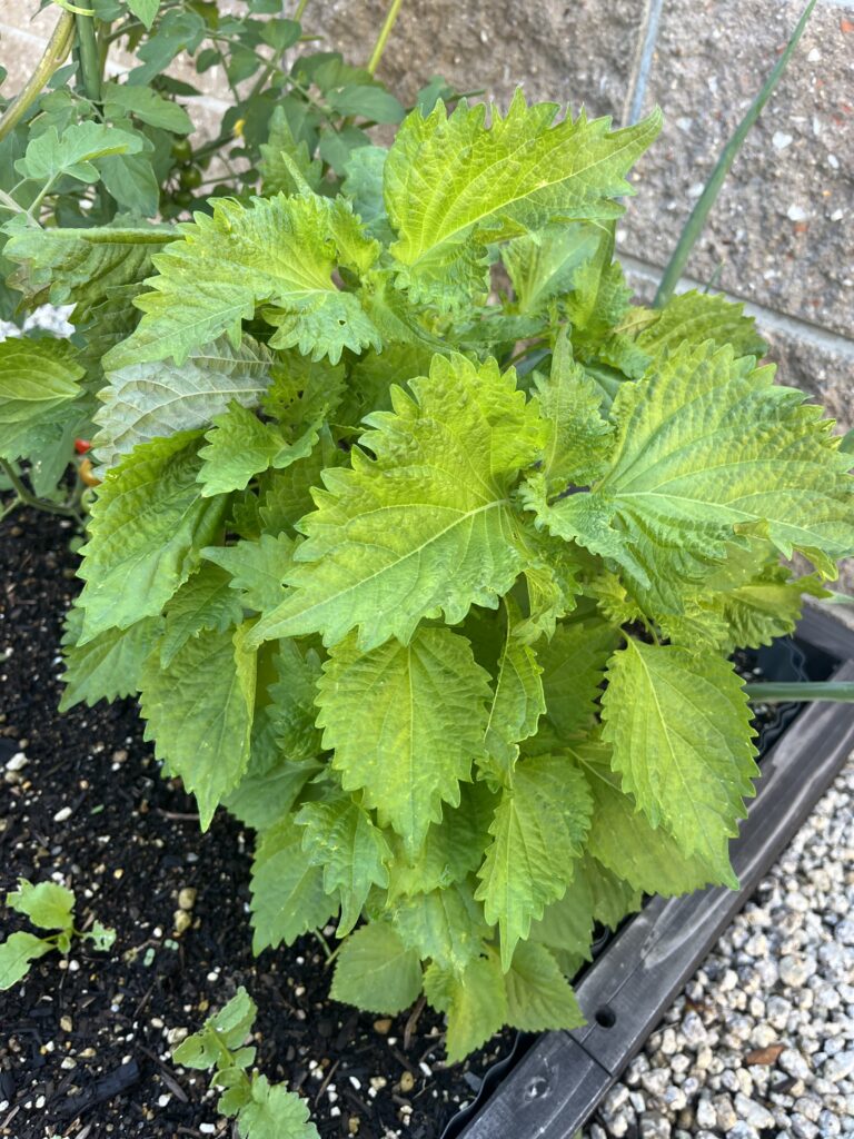 木製レイズドベッドで家庭菜園