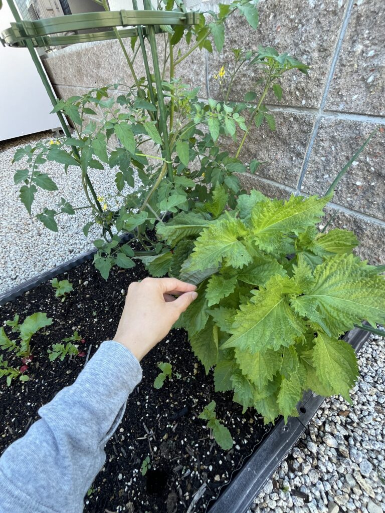 木製 レイズドベッド